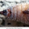 mushampia proteides talysh pupa2b
